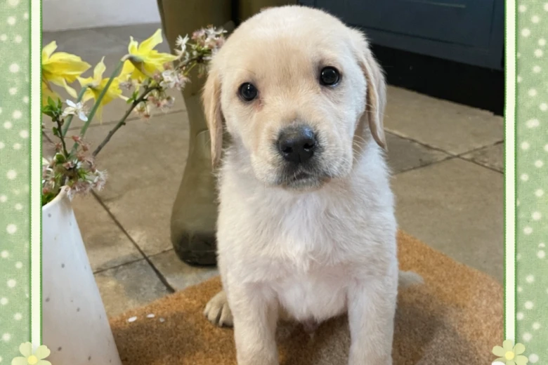 Labrador Retriever