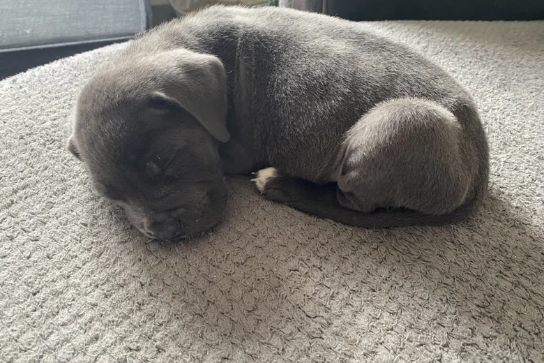 Cane Corso