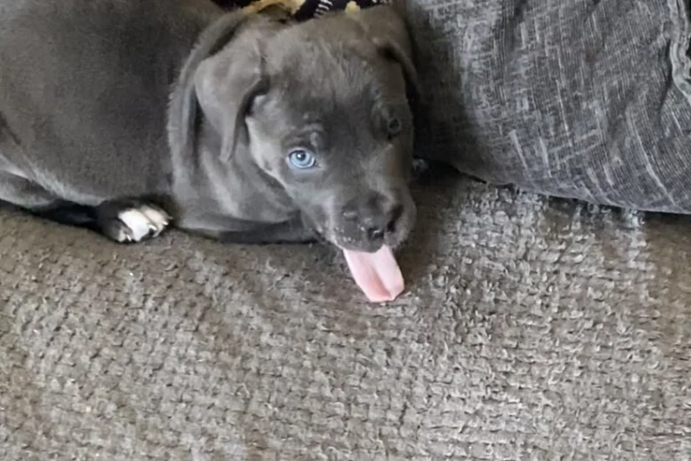 Cane Corso