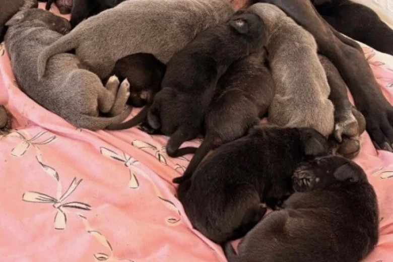 Cane Corso