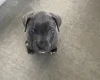 Cane Corso