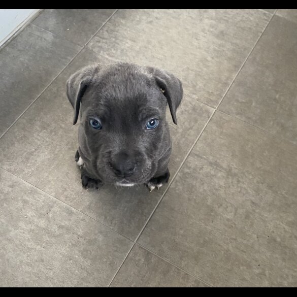 Cane Corso