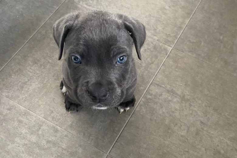 Cane Corso