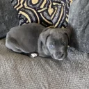 Cane Corso