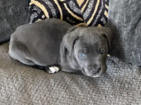 Cane Corso