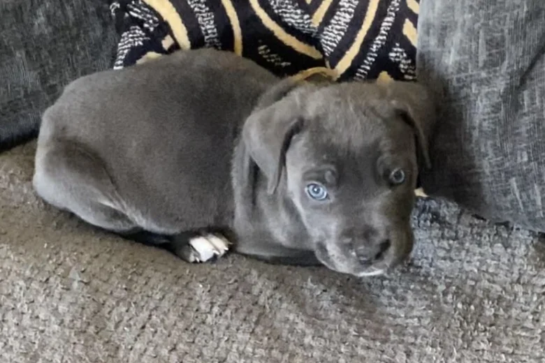 Cane Corso