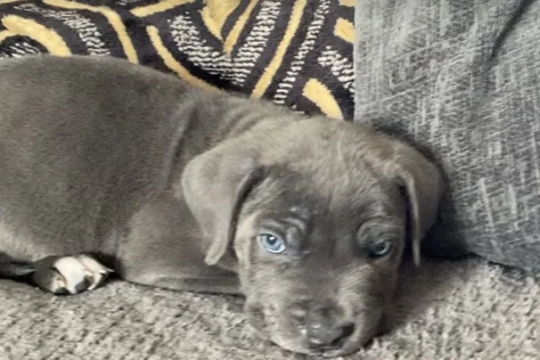 Cane Corso