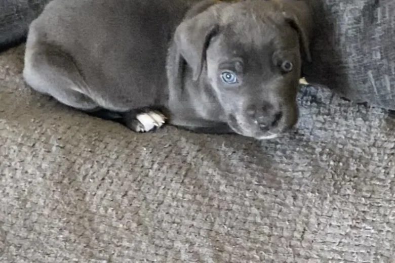 Cane Corso