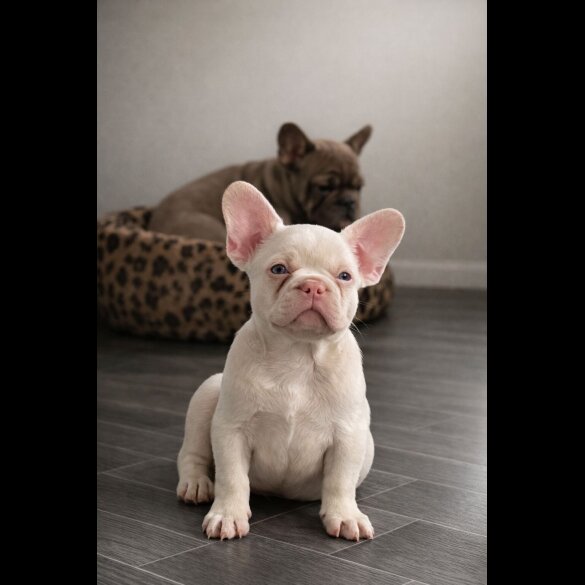 French Bulldog