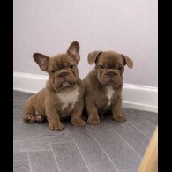 French Bulldog