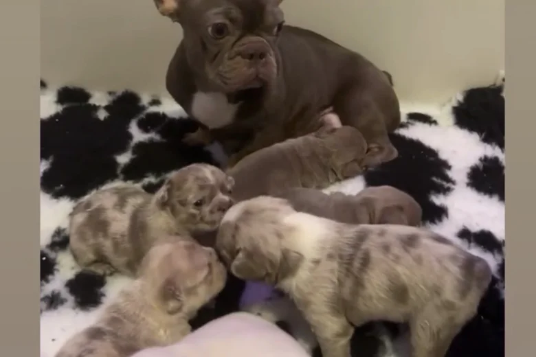 French Bulldog