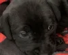 Mixed Breed
