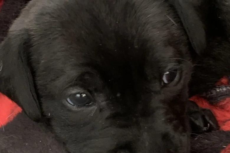 Mixed Breed