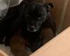 Mixed Breed