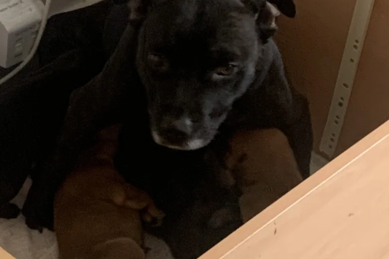 Mixed Breed