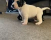 Mixed Breed