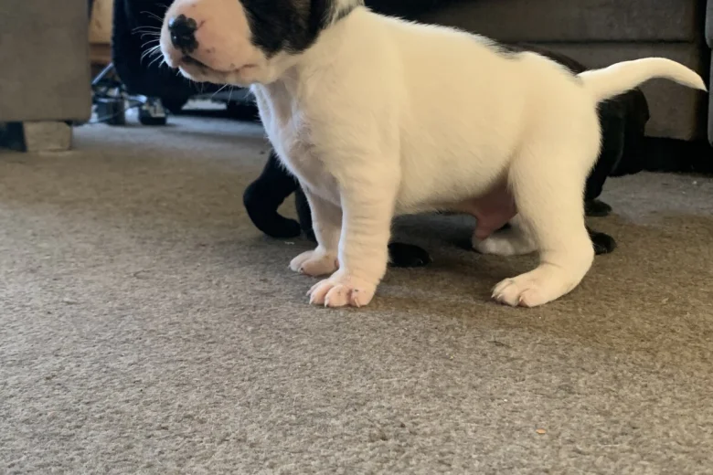 Mixed Breed