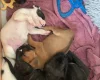 Mixed Breed