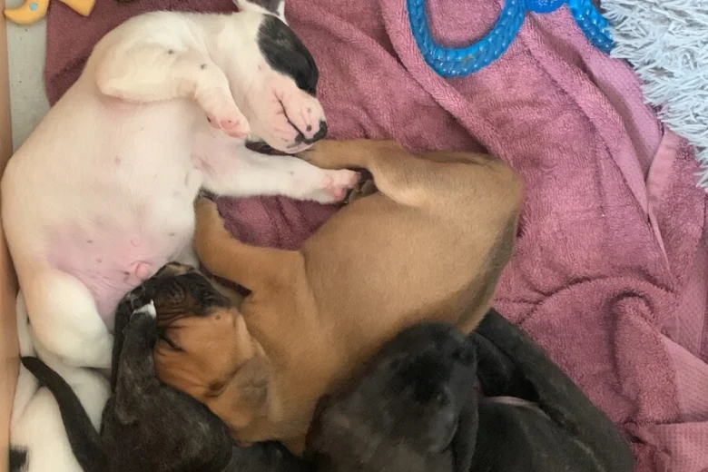 Mixed Breed