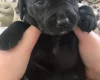 Mixed Breed