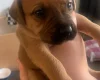 Mixed Breed