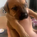 Mixed Breed
