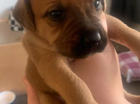 Mixed Breed