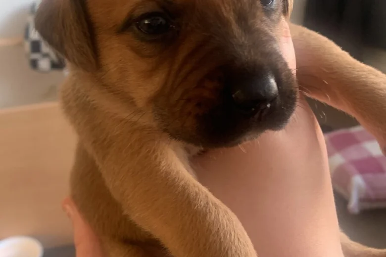 Mixed Breed