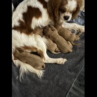 Cavalier King Charles Spaniel