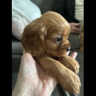 Cavalier King Charles Spaniel