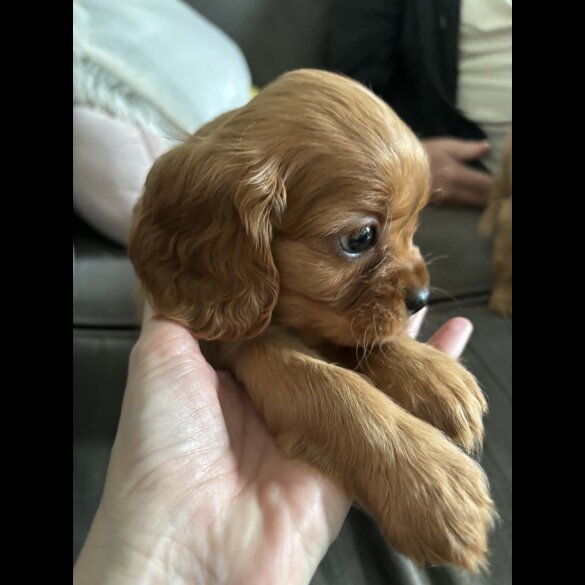 Cavalier King Charles Spaniel