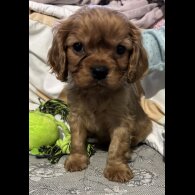 Cavalier King Charles Spaniel