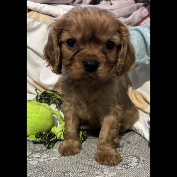 Cavalier King Charles Spaniel