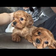 Cavalier King Charles Spaniel