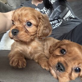 Cavalier King Charles Spaniel