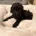 Cockapoo
