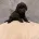 Cockapoo