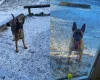 Belgian Shepherd Dog Malinois
