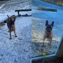 Belgian Shepherd Dog Malinois