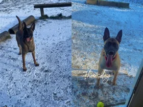 Belgian Shepherd Dog Malinois