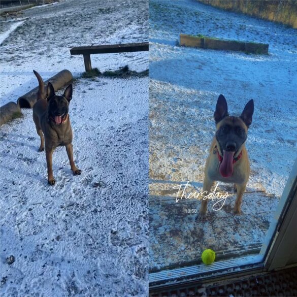 Belgian Shepherd Dog Malinois