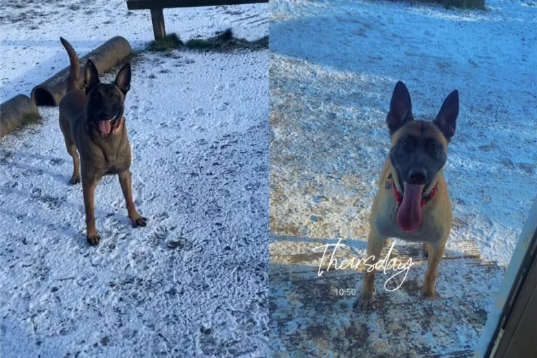 Belgian Shepherd Dog Malinois