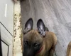 Belgian Shepherd Dog Malinois