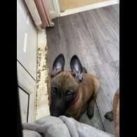 Belgian Shepherd Dog Malinois