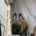 Belgian Shepherd Dog Malinois