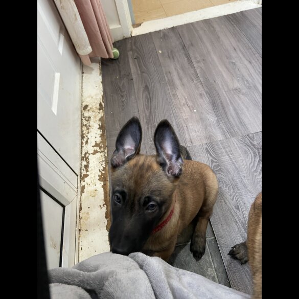 Belgian Shepherd Dog Malinois