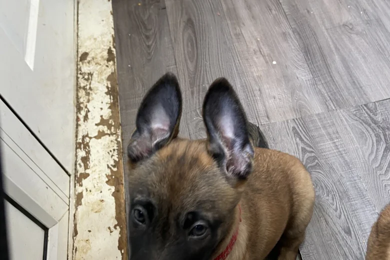 Belgian Shepherd Dog Malinois