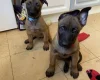Belgian Shepherd Dog Malinois