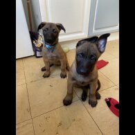 Belgian Shepherd Dog Malinois