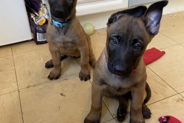 Belgian Shepherd Dog Malinois